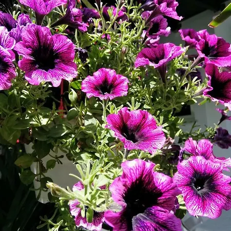 호텔 Anna 스칼라 포타미아스