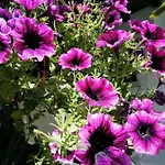 ホテル Anna スカラ・ポタミアス