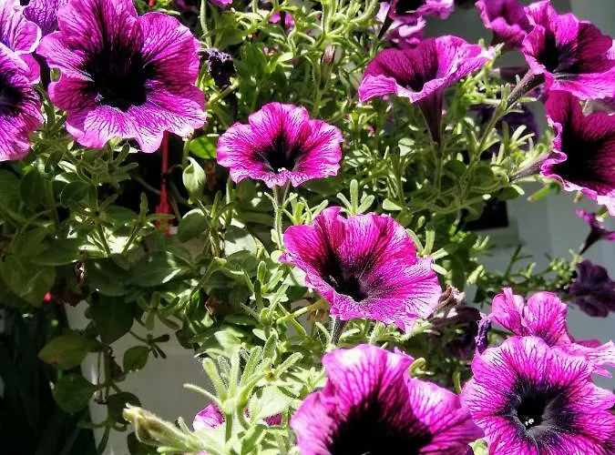 Hotel Anna Skala Potamia (Thasos)